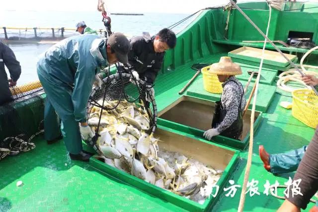 粤海饲料集团、中国渔业协会金鲳鱼分会提供 图片